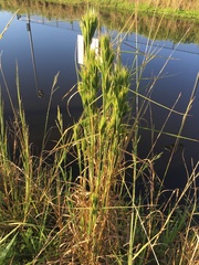 Andropogon glomeratus