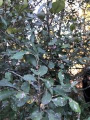 Salix atrocinerea