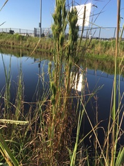 Andropogon glomeratus