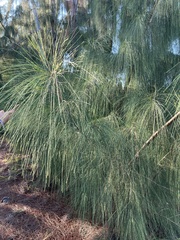 Casuarina