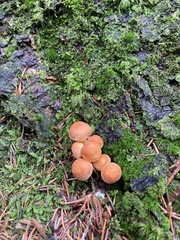 Hypholoma