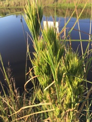 Andropogon glomeratus