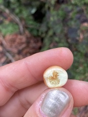Hypholoma