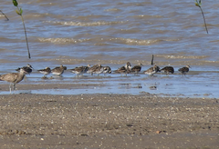 Calidris acuminata