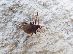 Picromerus bidens