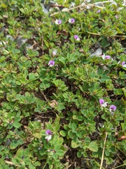 Kummerowia stipulacea