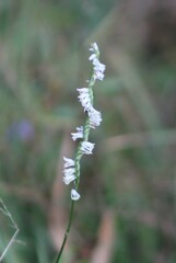 Spiranthes lacera