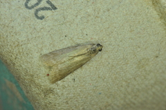 Oreana unicolorella
