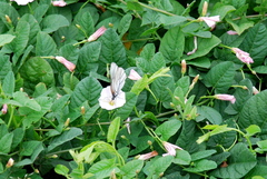 Aporia crataegi