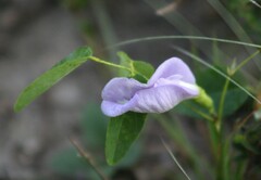 Clitoria mariana
