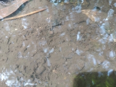 Pseudogobius poicilosoma