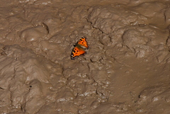 Nymphalis xanthomelas