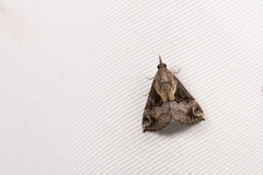 Hypena cognata