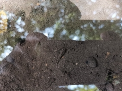 Pseudogobius poicilosoma