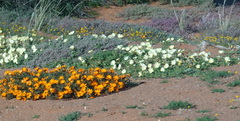 Dimorphotheca