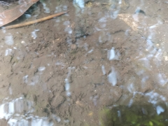 Pseudogobius poicilosoma