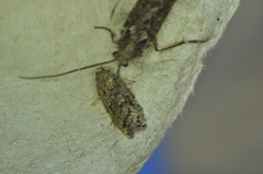 Choristoneura fumiferana
