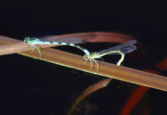 Coenagrion hastulatum