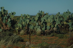 Opuntia