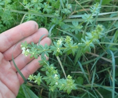 Galium mollugo
