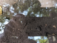 Pseudogobius poicilosoma