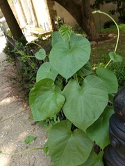 Ipomoea purpurea