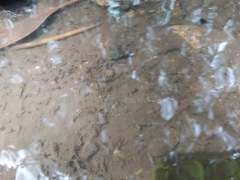 Pseudogobius poicilosoma