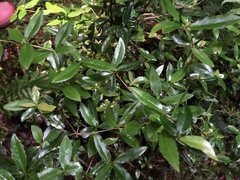 Berberis mingetsuensis