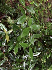 Berberis mingetsuensis
