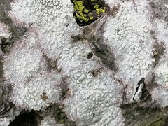 Lecanora symmicta