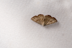 Eublemma terminimaculata