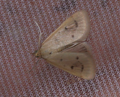 Achyra nudalis