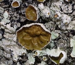 Austroparmelina pseudorelicina