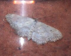 Idaea seriata