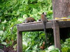 Callithrix geoffroyi