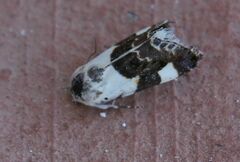 Acontia lucida