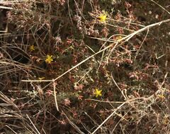 Hypericum triquetrifolium