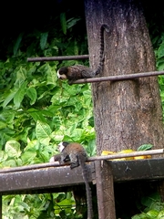Callithrix geoffroyi