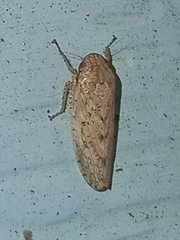 Curtara insularis