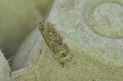 Choristoneura fumiferana