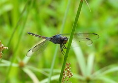 Potamarcha congener