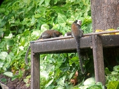 Callithrix geoffroyi