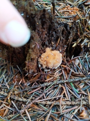 Naematelia encephala