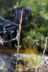 Arctagrostis arundinacea