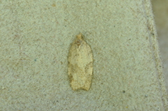 Acleris placidana