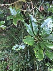 Daphniphyllum himalaense