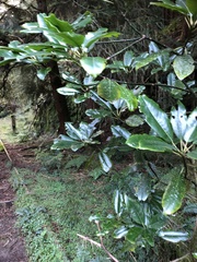 Daphniphyllum himalaense