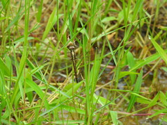Potamarcha congener