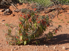 Lessertia frutescens