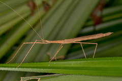 Sipyloidea larryi